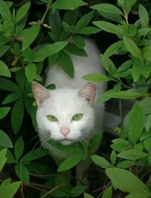 FotoGato