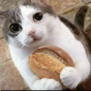 Gato Test